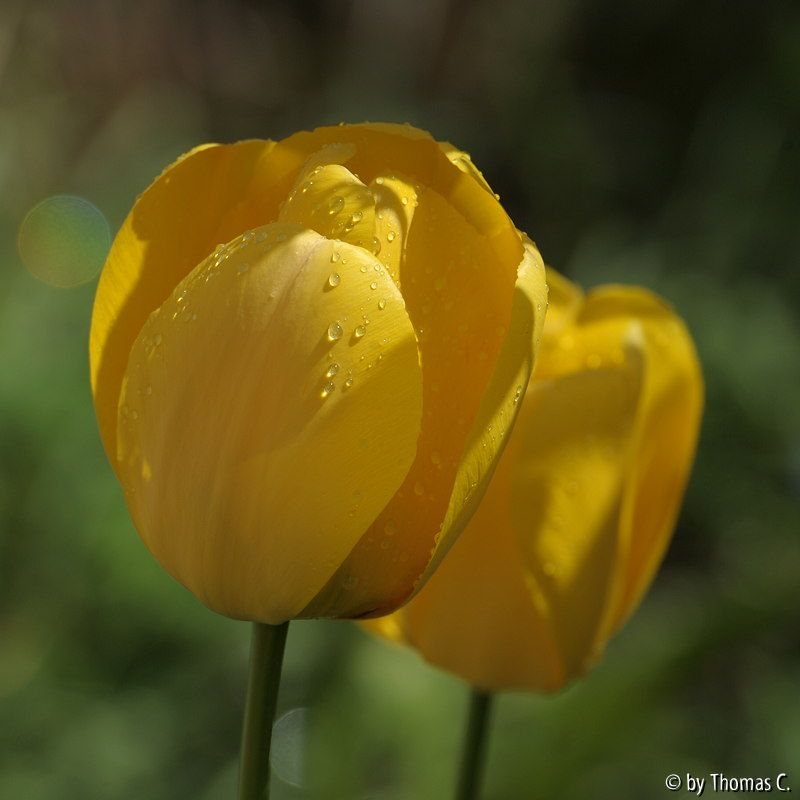 Apriltulpe gelb