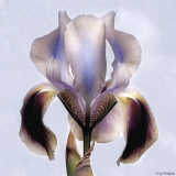 Iris Antiope