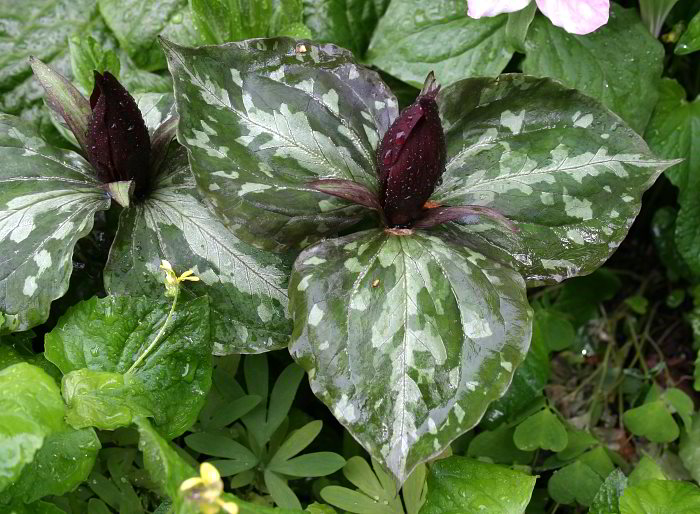 Trillium cuneatum