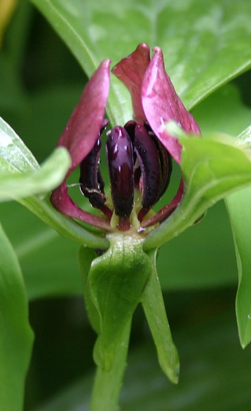 Trillium recurvatum