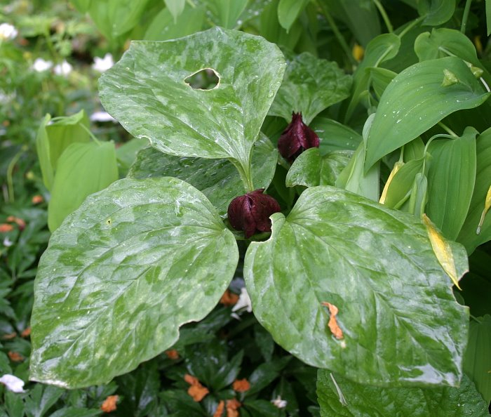 Trillium recurvatum