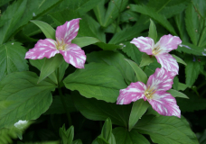 Trillium grandiflorum