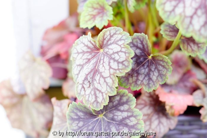 Heuchera