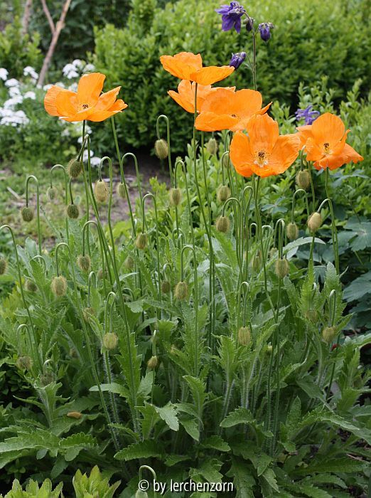 Papaver lateritium