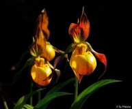 Cypripedium parviflorum ssp. pubescens