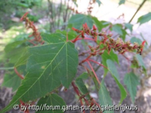 Acer forrestii (CLD. 596)