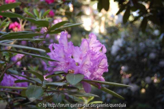 Rhododendron - Blüte