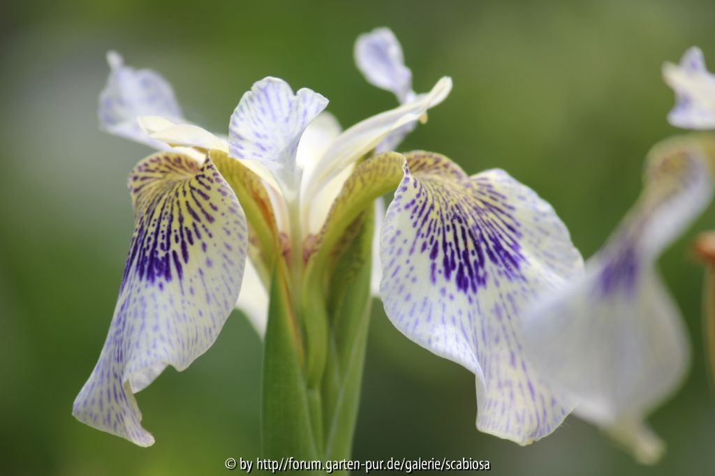 Sino-sibirica-Smlg. Einzelblüte