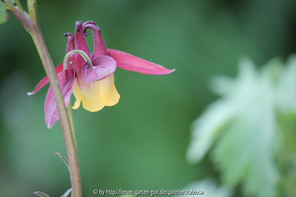 Aquilegia, Sämling Juni 2012