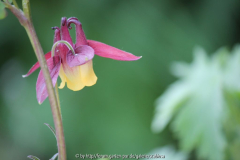 Aquilegia, Sämling Juni 2012