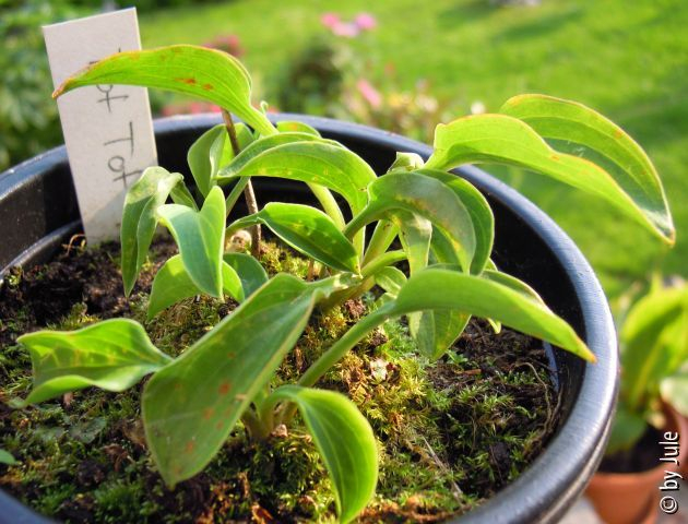 Hosta Tot-Tot