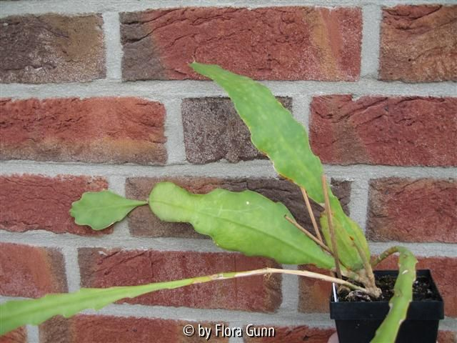 fleckiger Epiphyllum Cooperi 1