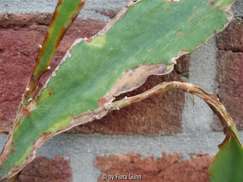 fleckiger unbekannter Epiphyllum 2