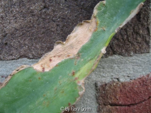 fleckiger unbekannter Epiphyllum 3