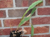 fleckiger unbekannter Epiphyllum 1