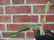 fleckiger Epiphyllum Hybride Queen Anne 1