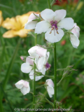 Verbascum Name?