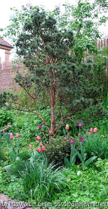 Pinus sylbestris watereri - 2008 als gut 20jähriges Exemplar gepflanzt