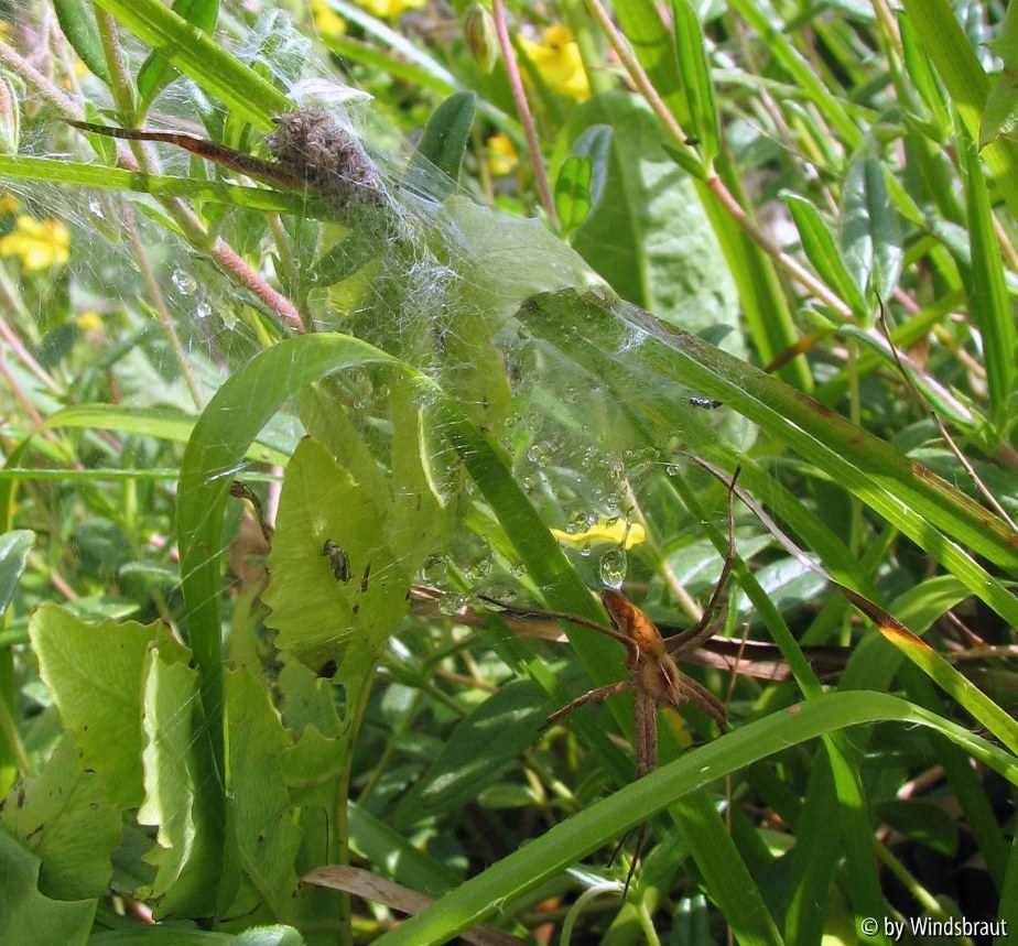 Listspinne mit Jungen