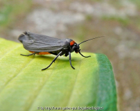 Flechtenbärchen auf Hosta_.jpg