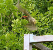 Grünspecht Abflug