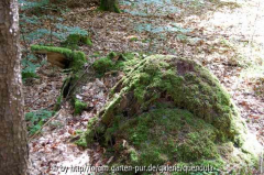 mysteriöses schlafendes Urwesen