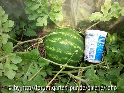 Wassermelone Crmison Sweet 2012