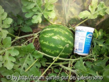 Wassermelone Crmison Sweet 2012