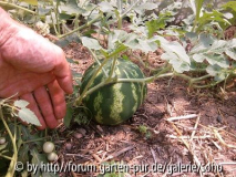 Wassermelone Crmison Sweet 2012