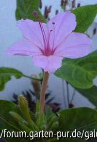 Mirabilis longiflora x jalapa1