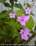 Mirabilis longiflora x jalapa 3