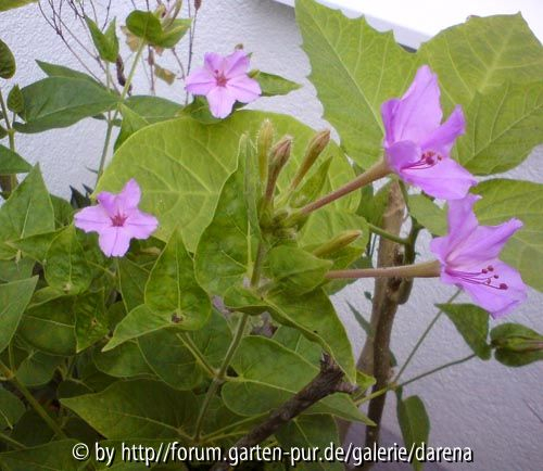 Mirabilis longiflora x jalapa 4