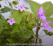 Mirabilis longiflora x jalapa 4