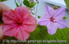 Mirabilis jalapa und longiflora-Hybrid im Vergleich (links Papa, rechts Kind)