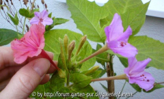 Mirabilis jalapa und Hybrid Blütenlängenvergleich