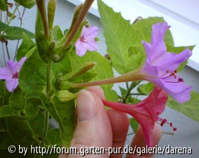 Mirabilis jalapa und Hybrid Blütenlängenvergleich2