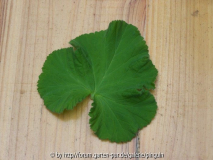 Duftpelargonie