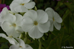 Phlox zur Bestimmung 03