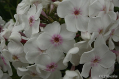 Phlox zur Bestimmung 01