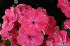 Phlox zur Bestimmung 02