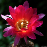 Echinopsis chamaecereus