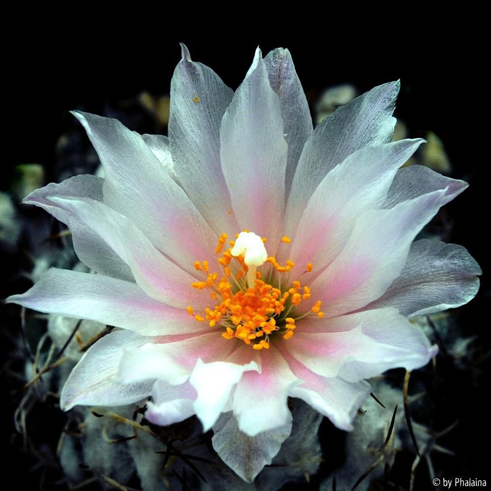 Turbinicarpus lophophoroides