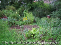 Gemüsegarten im Aug 2012