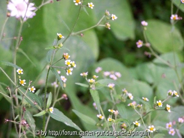 kleine Blüten