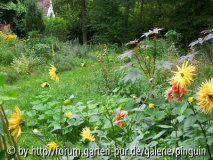 Dahlien mit Weitblick