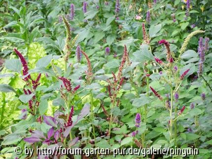 Amaranth mit Agastache