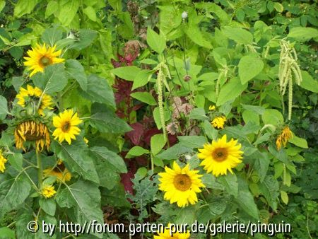 Amaranth mit Sonnenblume