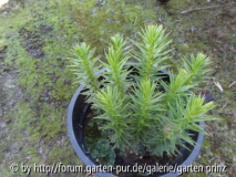 Araucaria araucana Sämlingen