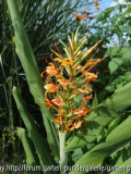 Hedychium coccineum Tara (09/12)