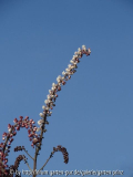 Cimicifuga (Actaea) racemosa Atropurpure